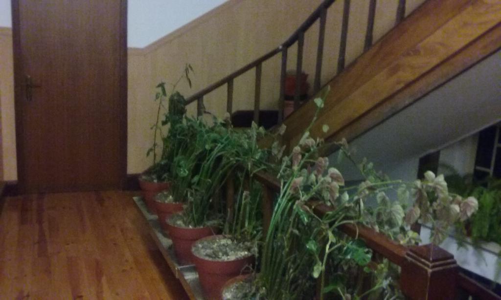 Hotel Pensao Avenida Penacova Zewnętrze zdjęcie